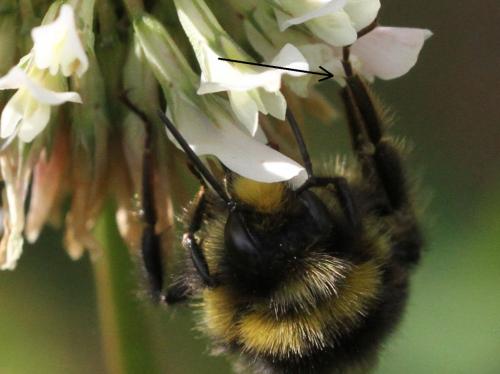 Bombus lapidarius